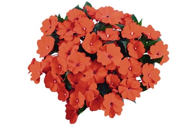 Impatiens Tamarinda Orange Variety Label.jpg